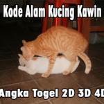 Kode Alam Melihat Kucing Kawin